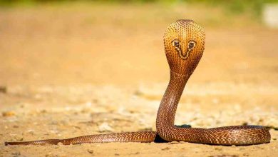 cobra snake