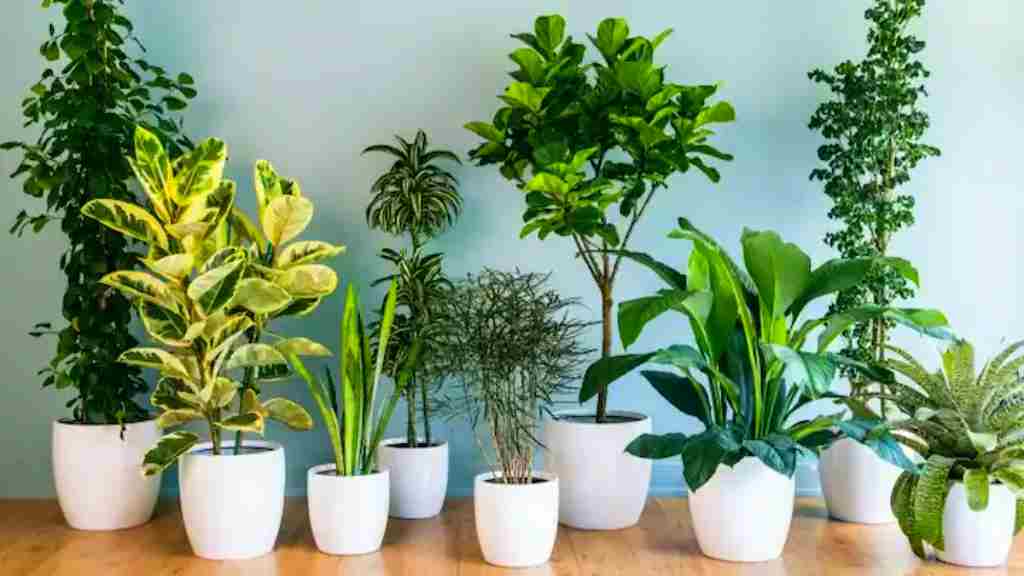 Plant tree vastu