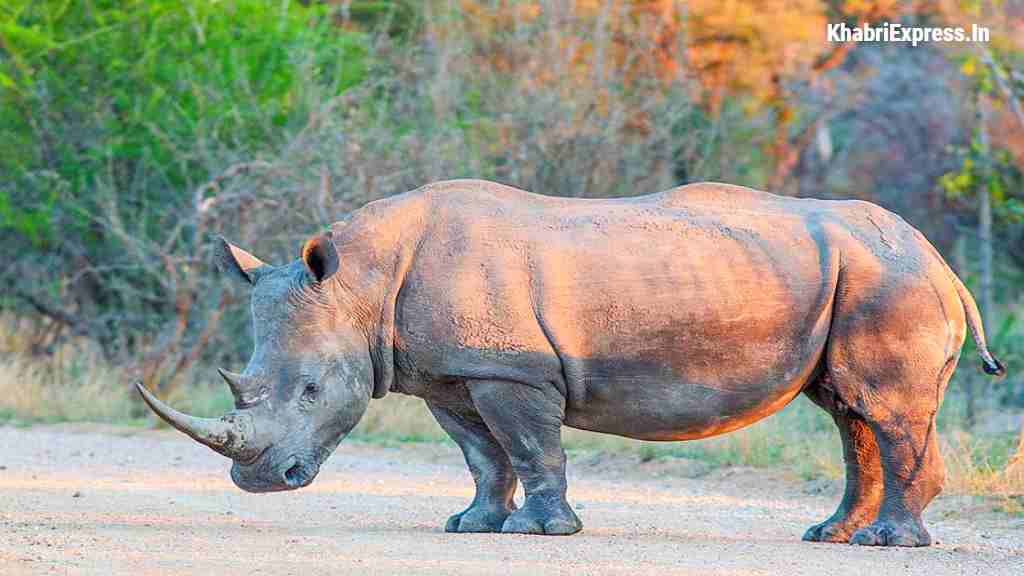 gainda rhino