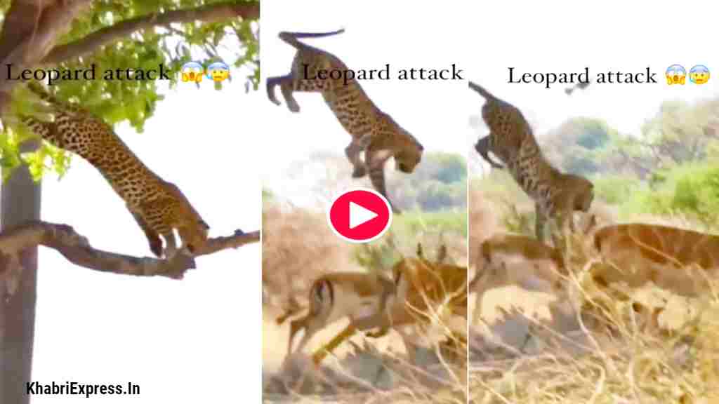 leopard news