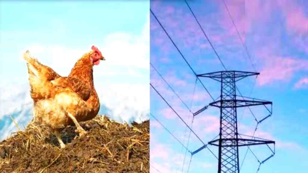 Haryana News: बिजली कनेक्शन नहीं मिला तो हरियाणा के किसान ने खोजी गजब तकनीक, मुर्गी की बीट से बना डाली बिजली 1 news