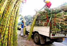 kisan ganna sugarcane