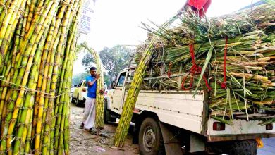 kisan ganna sugarcane