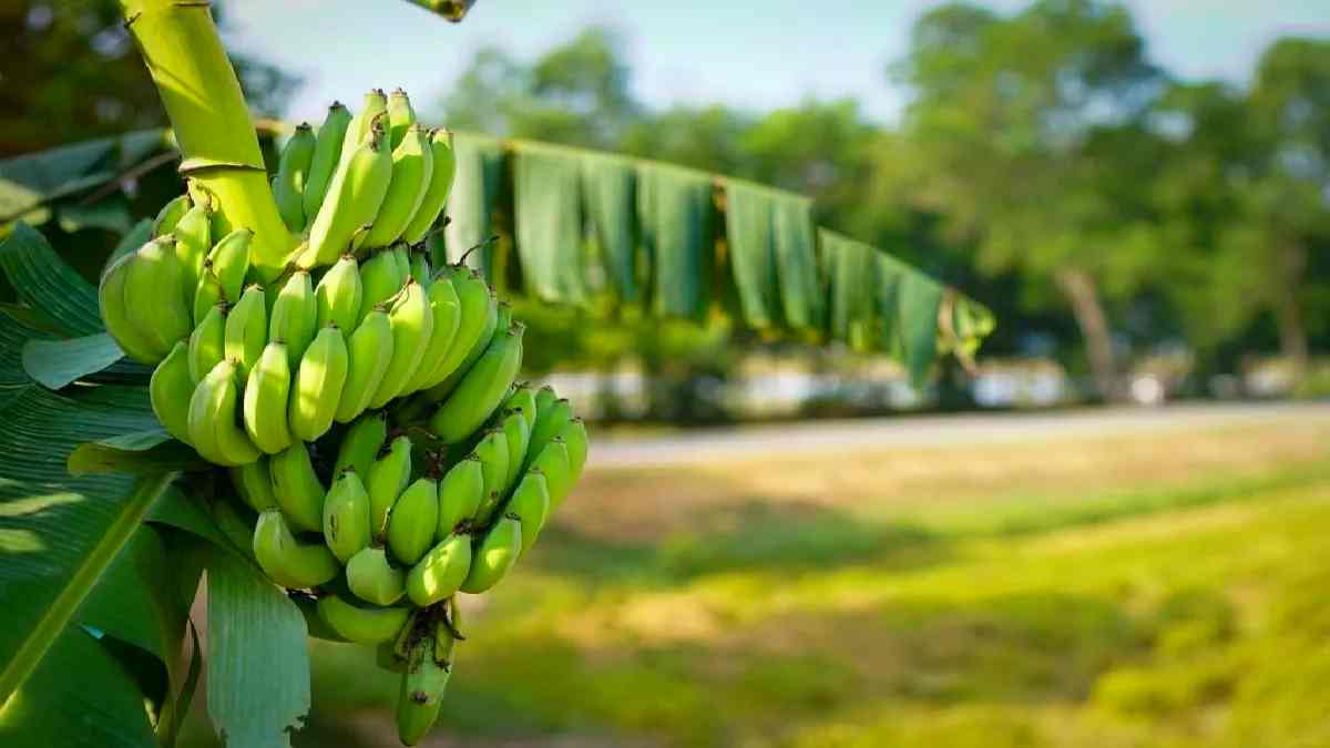 banana tree