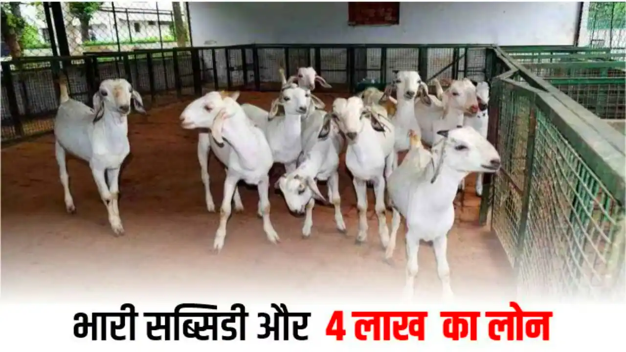 Bakri Palan Loan